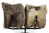 Pair of Hadrosaur (Brachylophosaurus?) Vertebrae - Montana #353483-4